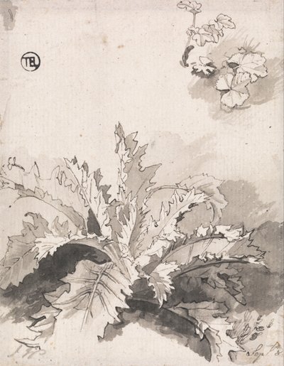 Study of a Thistle and Other Plants, Sept. 8 by Unbekannt Unbekannt